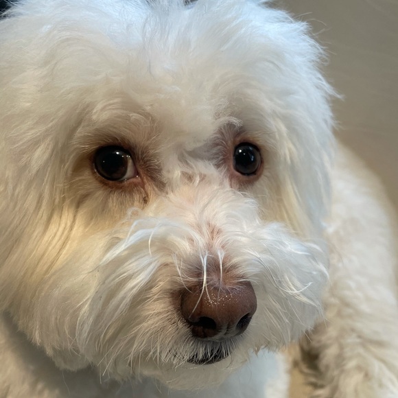 Meet your Posher, Minoru - Picture 1 of 1